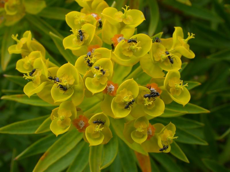 Euphorbia dendroides / Euforbia arborescente